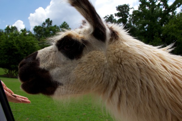 Llama at Lazy 5 Ranch