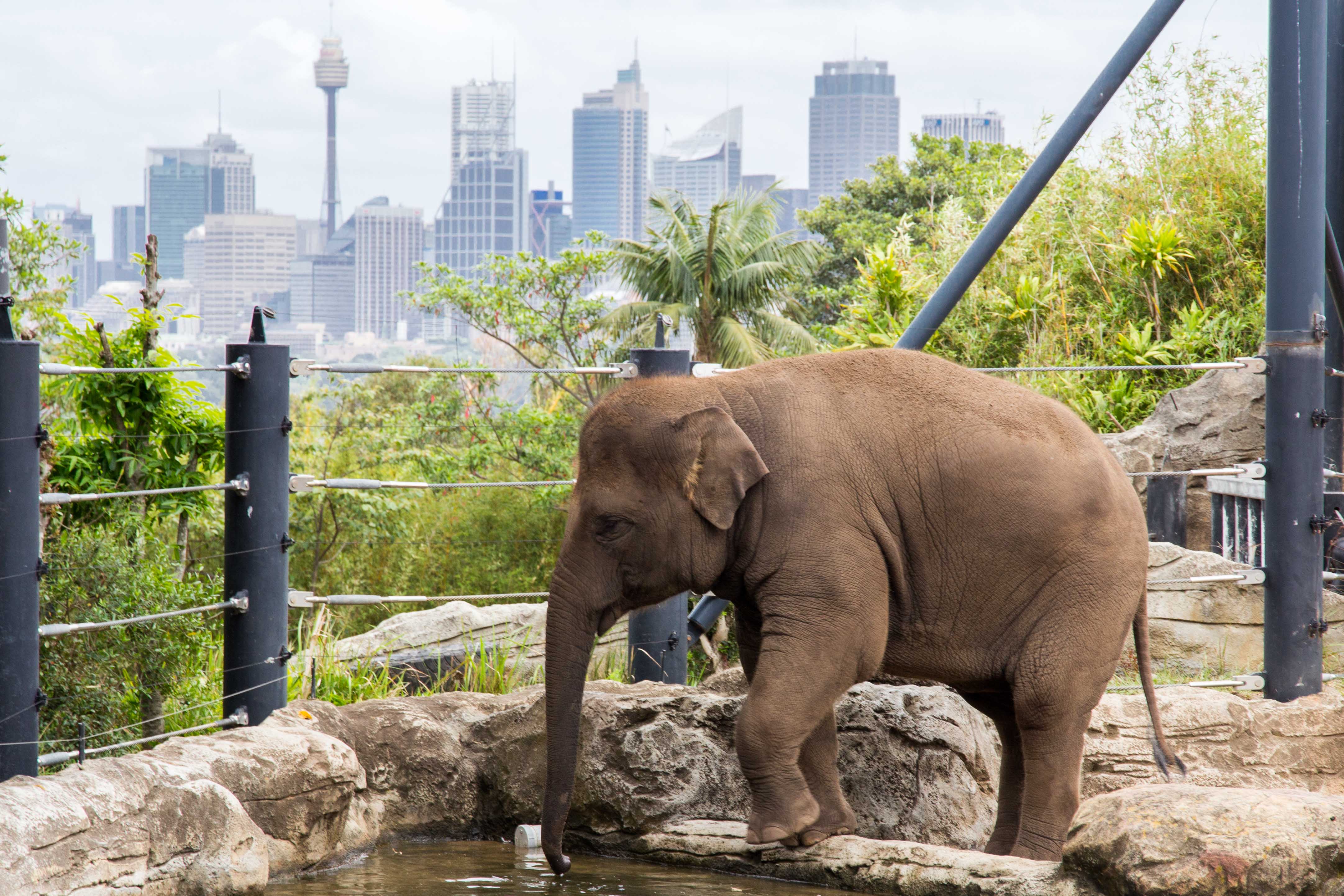 visitingtarongazoo