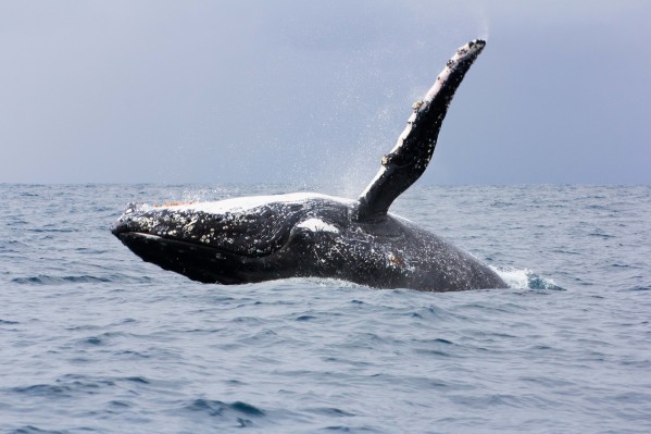 Best time to visit Sydney - Whale Watching