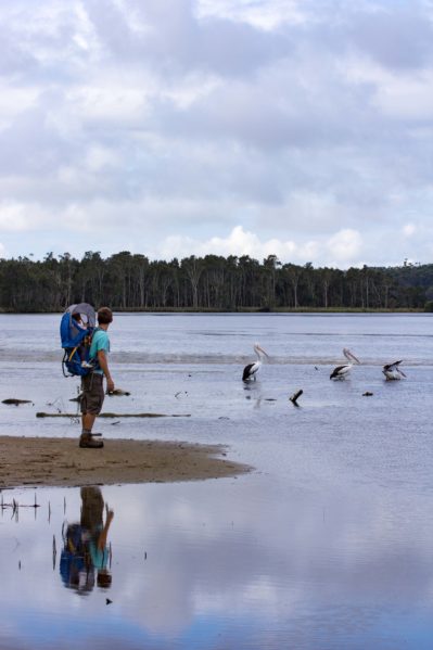 Sanctuary Point - JZ Pelicans