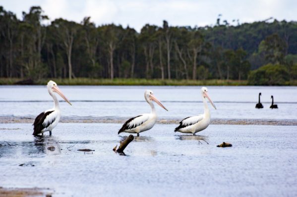 Sanctuary Point - Pelicans & Black Swans