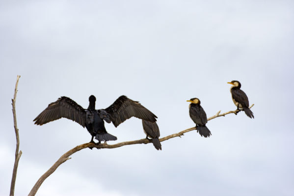Sanctuary Point Birds