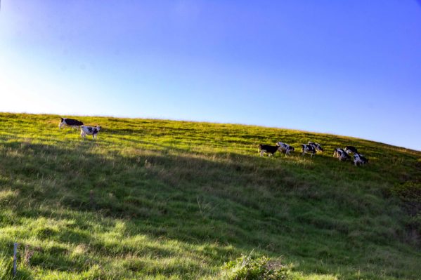 Hike From Kiama to Gerringong - Cows