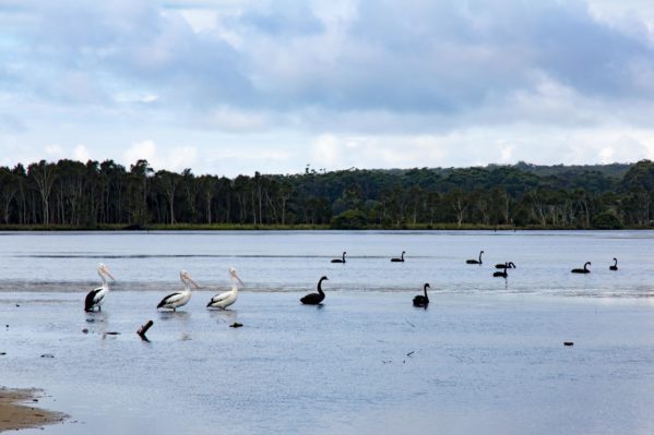 Sanctuary Point - Pelicans and Swans