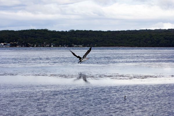 Sanctuary Point - Pelican Flight