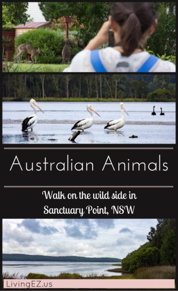 Experience wild Kangaroos, pelicans, and more!