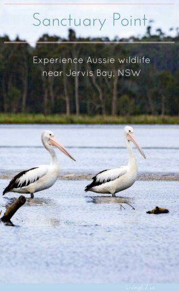 Experience wild Kangaroos, pelicans, and more!