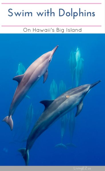 Swimming with Dolphins on Hawaii's Big Island
