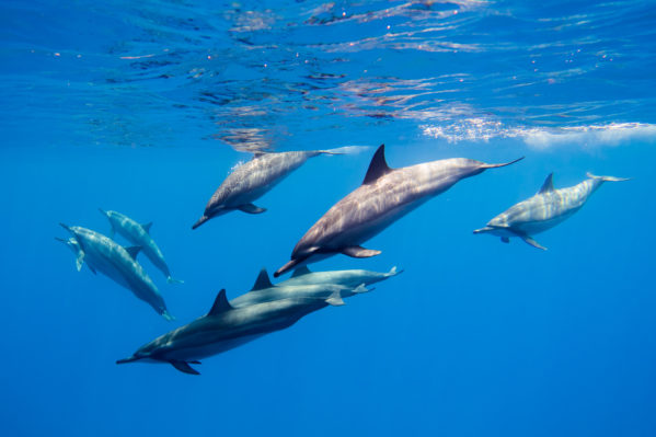 Dolphins_crop_1