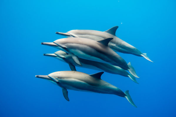 Dolphins_good_1