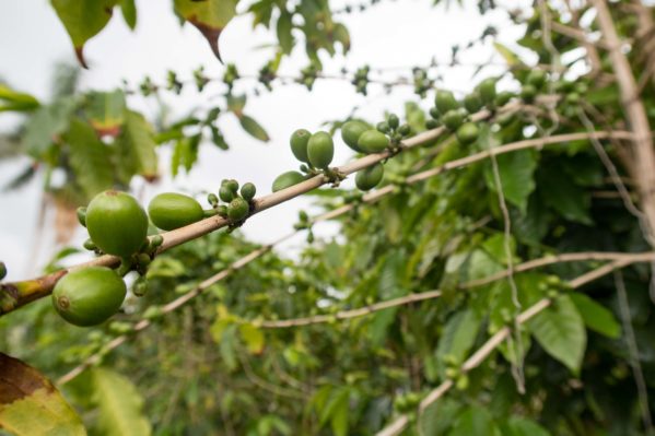 Green beans at Greenwell Coffee Farm in Kona