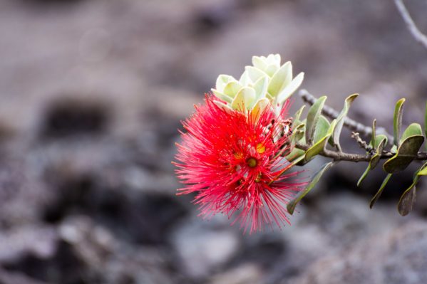 Family Hike through Volcanoes National Park - Lava Flower
