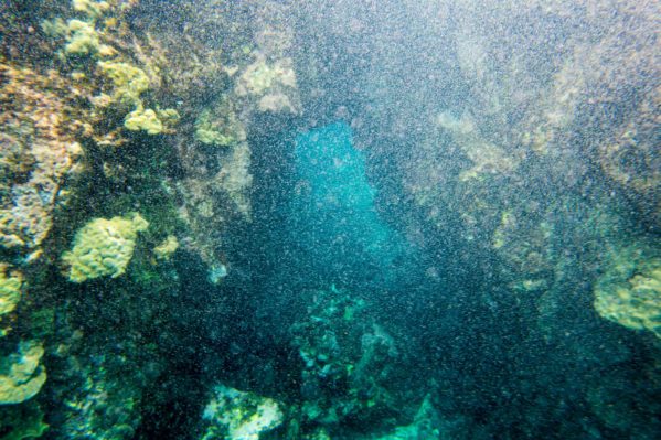 The reef arch attracts fish to eat the particles underneath