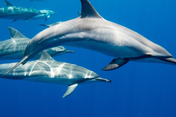 Best Places to See Dolphins on the Big Island