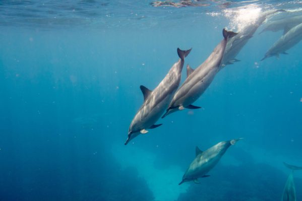 Swimming with wild dolphins at Two Step