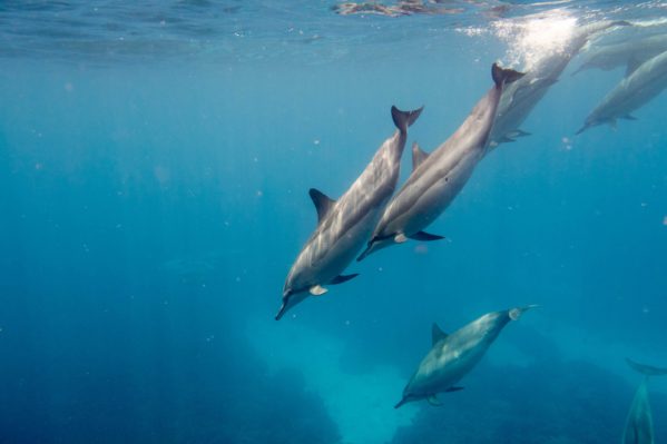 Best Places to See Dolphins on the Big Island