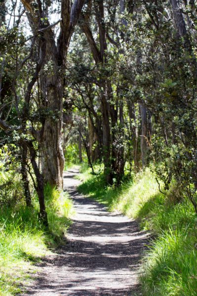 Family Hike through Volcanoes National Park - Kilauea Iki Trail