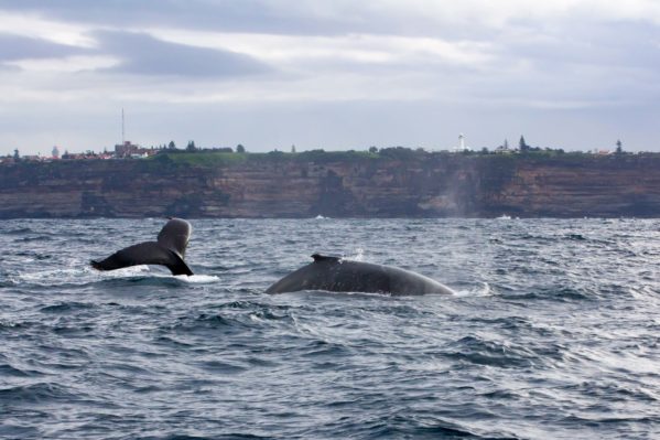 Federation Cliff Walk - Whale Watching