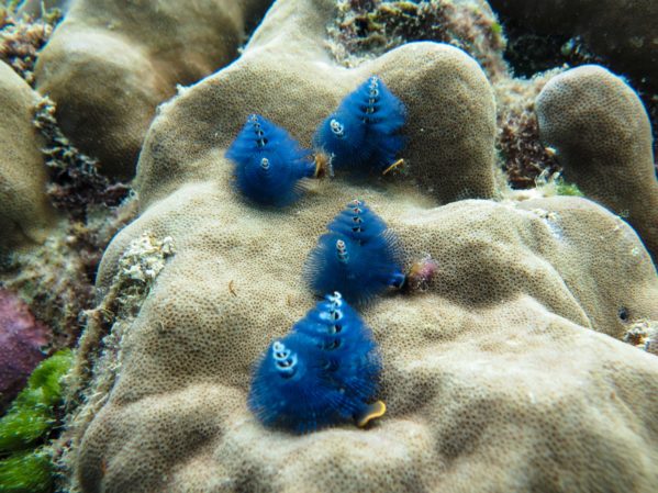 Snorkeling Great Barrier Reef - Christmas Tree Worms