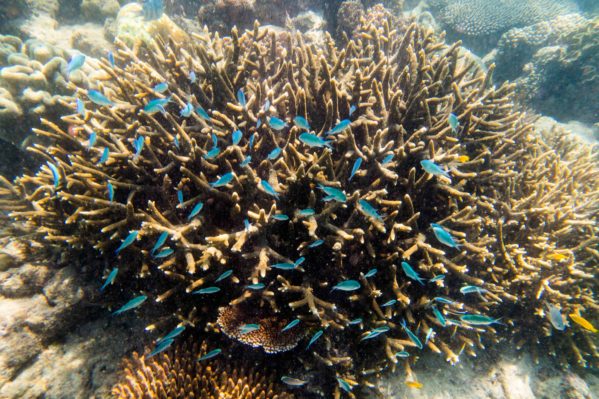 Snorkeling Great Barrier Reef - fish coral