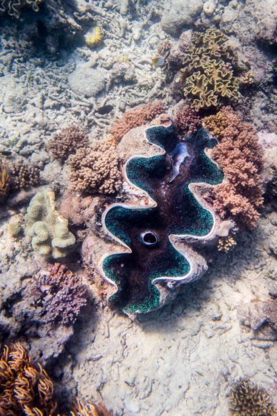 Snorkeling Great Barrier Reef - Clam