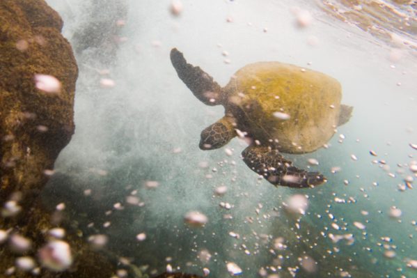 slow travel for families - turtle at Hapuna beach, HI