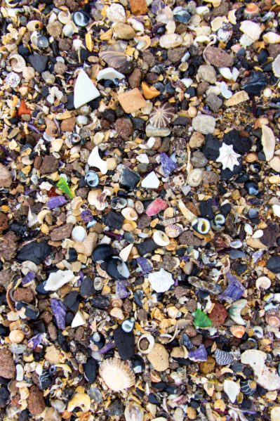 la perouse to malabar beach - little bay shells