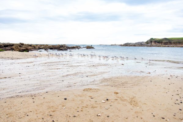 la perouse to malabar beach - little bay birds