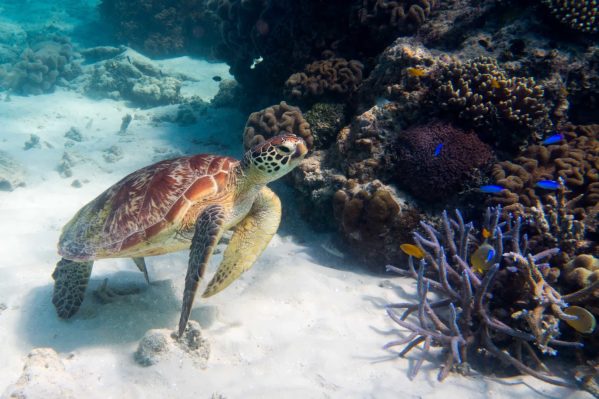 Snorkeling Great Barrier Reef - Turtle