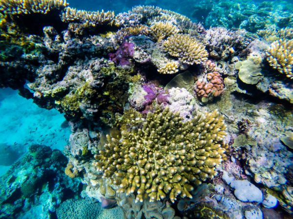 Snorkeling Great Barrier Reef - Coral