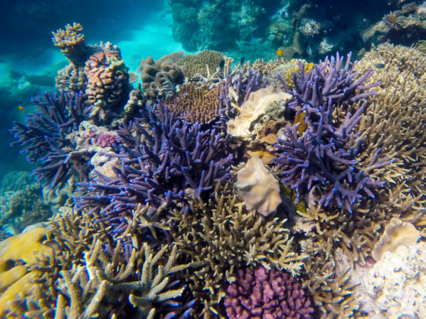 Snorkeling Great Barrier Reef - Coral