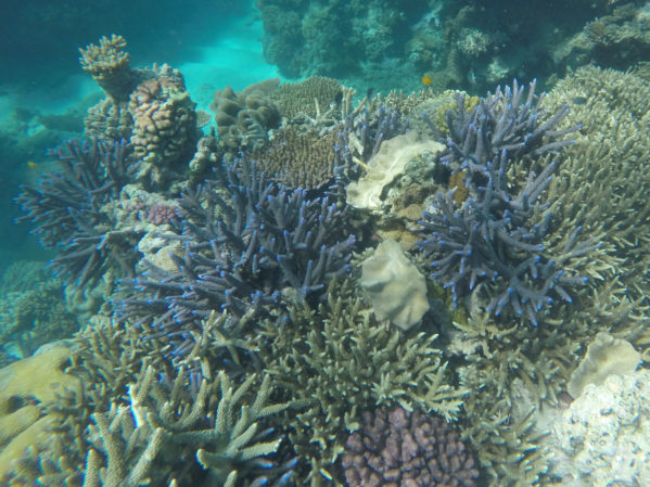 Underwater Photography Lightroom Edits - Reef GoPro 1