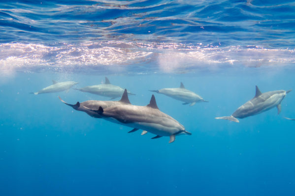 g7x underwater - Dolphin Cropped