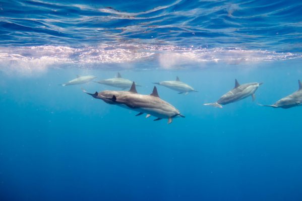 g7x underwater - Dolphin Uncropped