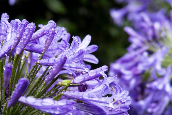 How to blur background - Purple Flowers 28.8mm f/4