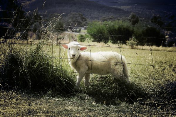 lambs