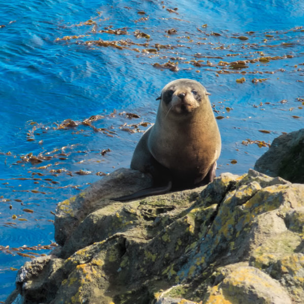 New Zealand South Island Itinerary - Seal