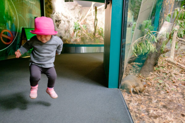 Hopping like a kangaroo at the zoo