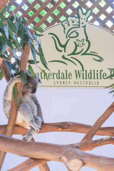 taronga vs featherdale - featherdale koala